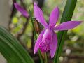 Chinese Ground Orchid